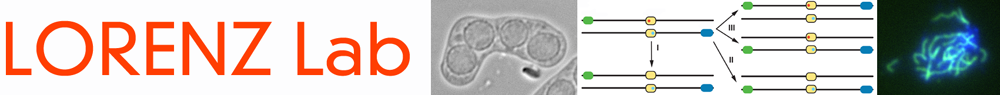 Header Illustration showing Sz. pombe ascus with 4 spores/Genetic recombination assay/Rec10-Linear elements in a meiotic nucleus