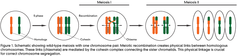 Schematic illustrating wild-type meiosis with one chromosome pair