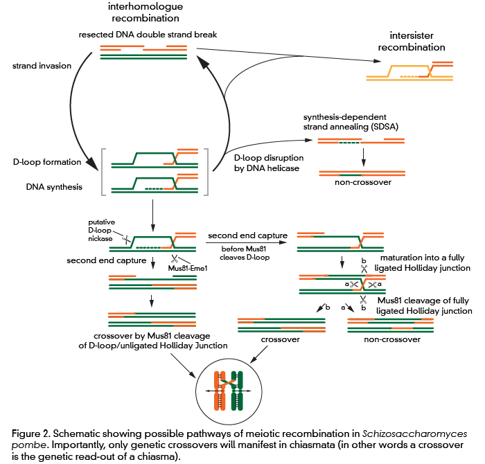 Schematic illustrating meiotic recombination pathways in Sz. pombe