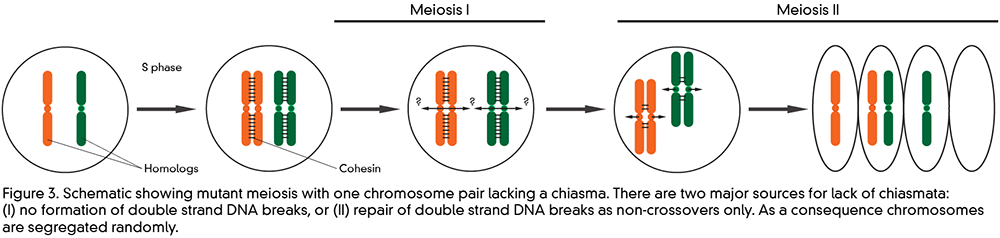 Schematic illustrating mutant meiosis with one chromosome pair lacking a chiasma