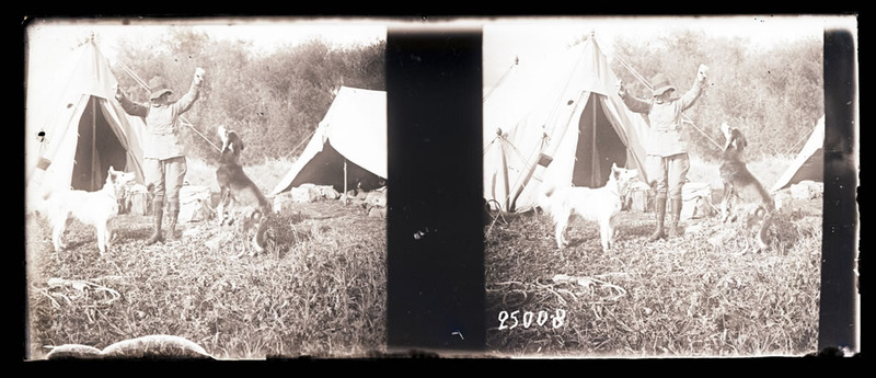 Man (?) with two dogs outside a tent